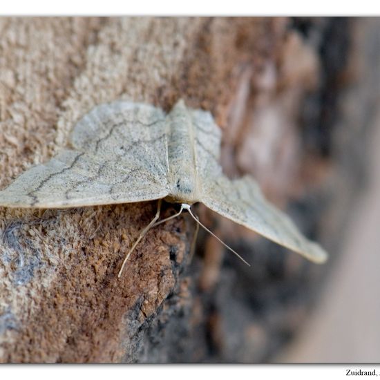 Riband Wave: Animal in habitat Garden in the NatureSpots App