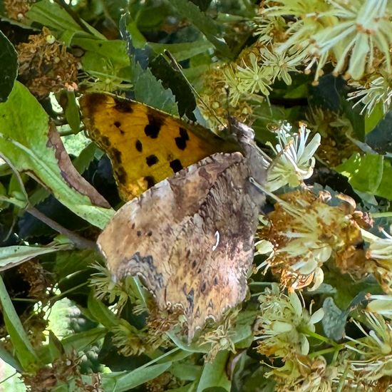 Polygonia c-album: Animal in habitat Park in the NatureSpots App