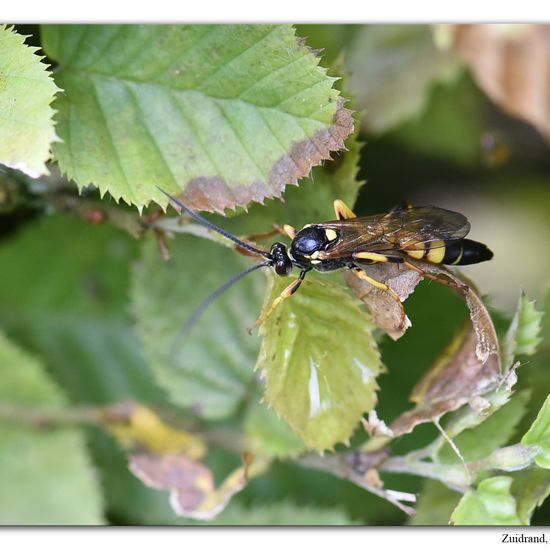 Dioctria hyalipennis: Animal in habitat Garden in the NatureSpots App