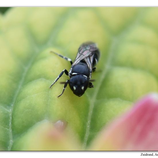 Hylaeus pictipes: Animal in habitat Garden in the NatureSpots App