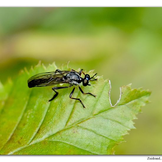 Dioctria hyalipennis: Animal in habitat Garden in the NatureSpots App