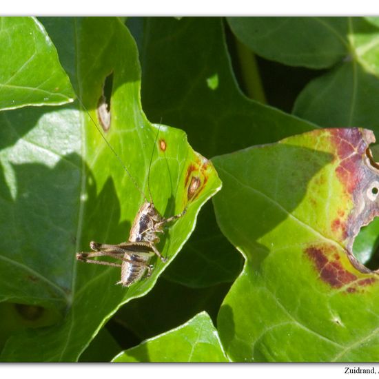 Dark bush-cricket: Animal in habitat Garden in the NatureSpots App
