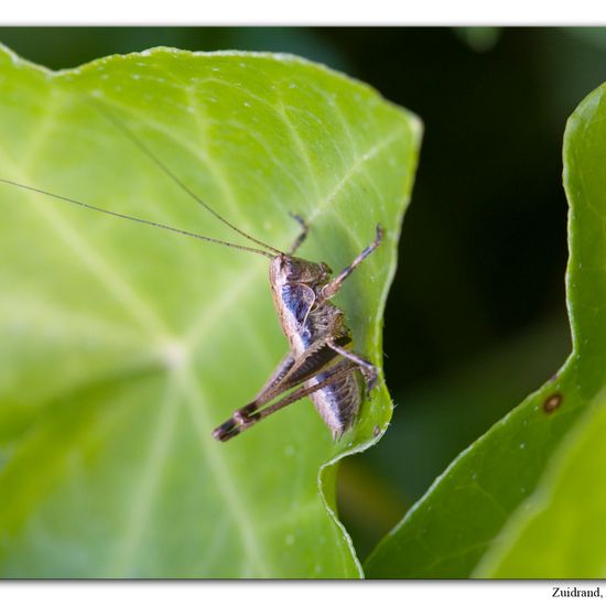 Dark bush-cricket: Animal in habitat Garden in the NatureSpots App