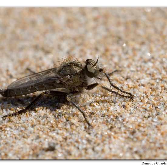 Dysmachus trigonus: Animal in habitat Sandy coast in the NatureSpots App