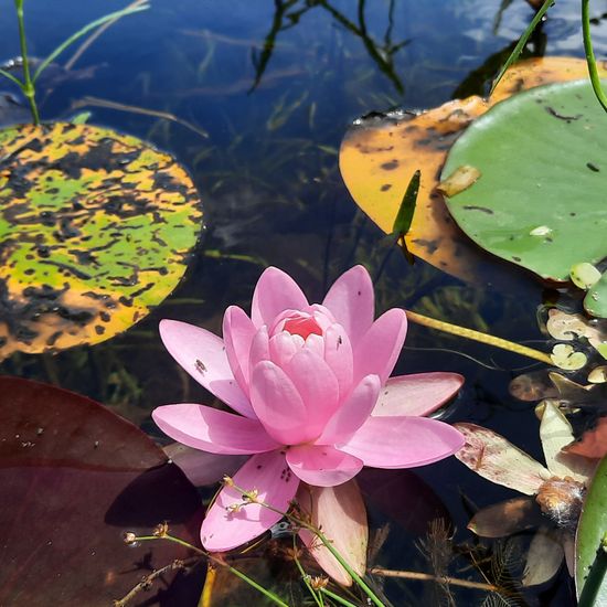 Nymphaea: Plant in habitat Artificial freshwater in the NatureSpots App