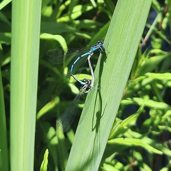 Azure damselfly: Animal in habitat Garden in the NatureSpots App