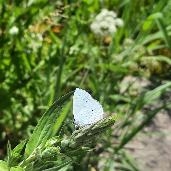 Holly Blue: Animal in nature in the NatureSpots App