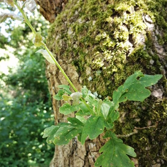 Quercus robur: Plant in habitat Grassland in the NatureSpots App