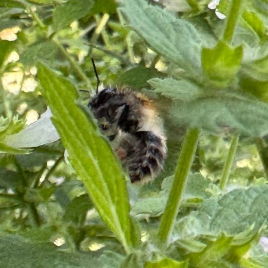 Bombus pascuorum: Animal in habitat Garden in the NatureSpots App