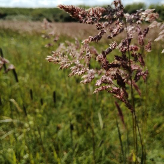 Landscape: Grassland and Shrub in habitat Semi-natural grassland in the NatureSpots App