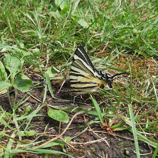 Scarce Swallowtail: Animal in nature in the NatureSpots App