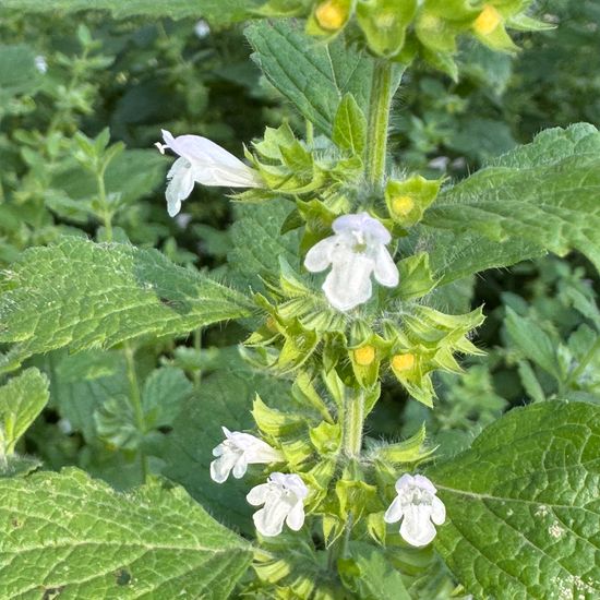 Lemon balm: Plant in habitat Garden in the NatureSpots App