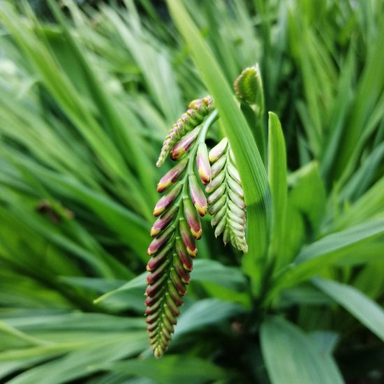 Crocosmia ×crocosmiiflora: Plant in habitat Garden in the NatureSpots App