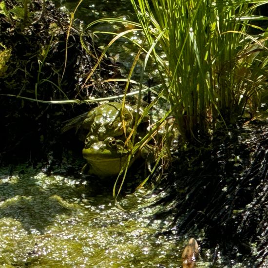 Pelophylax: Animal in habitat Pond in the NatureSpots App