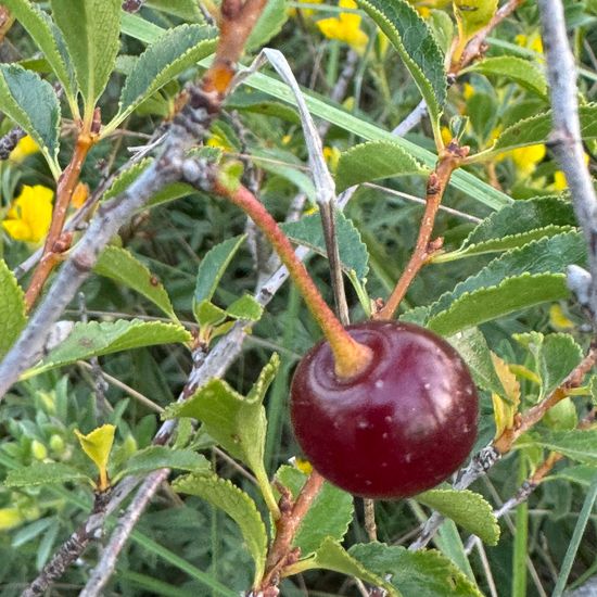 Prunus fruticosa: Plant in habitat Shrubland in the NatureSpots App