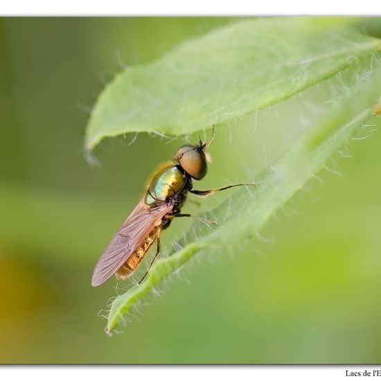 Chloromyia formosa: Tier im Habitat Wald in der NatureSpots App