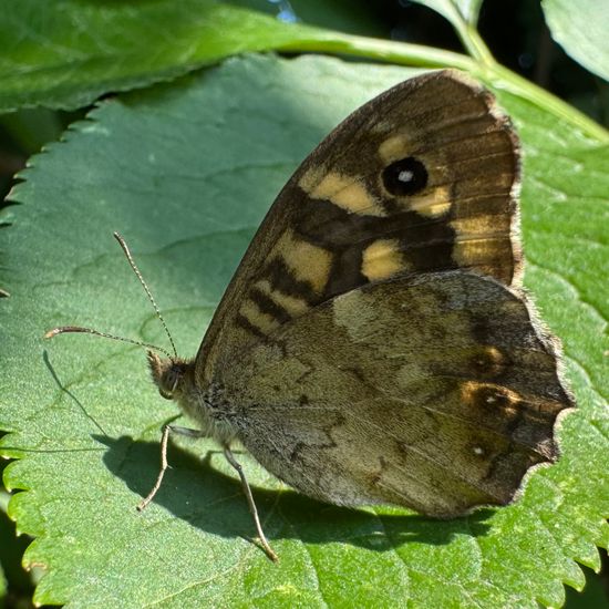 Speckled Wood: Animal in habitat Garden in the NatureSpots App