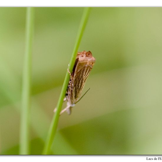 Chrysoteuchia culmella: Tier im Habitat Wald in der NatureSpots App