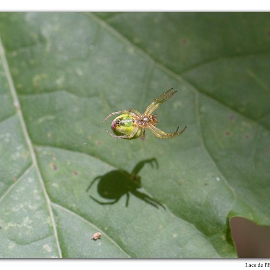Araniella cucurbitina: Animal in habitat Forest in the NatureSpots App