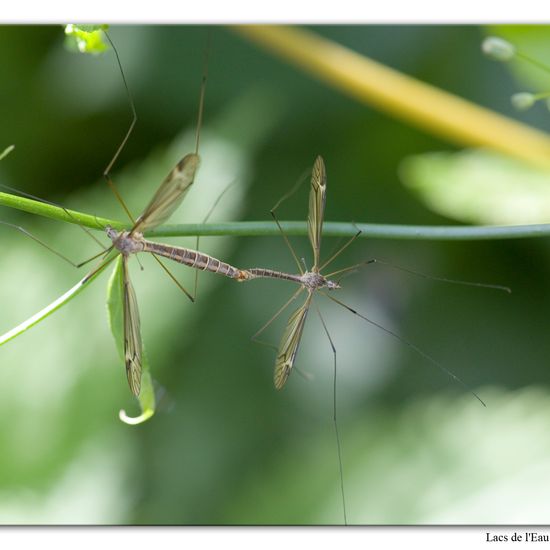 Tipula lateralis: Animal in habitat Forest in the NatureSpots App