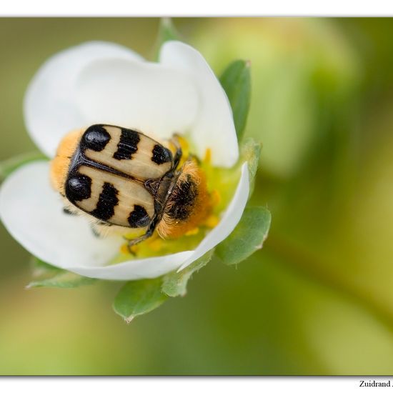 Bee beetle: Animal in habitat Garden in the NatureSpots App