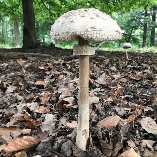 Macrolepiota procera: Mushroom in habitat Temperate forest in the NatureSpots App