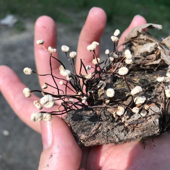 Eine unbekannte Art: Pilz im Habitat Wald der gemäßigten Breiten in der NatureSpots App
