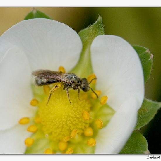 Lasioglossum morio: Tier im Habitat Garten in der NatureSpots App