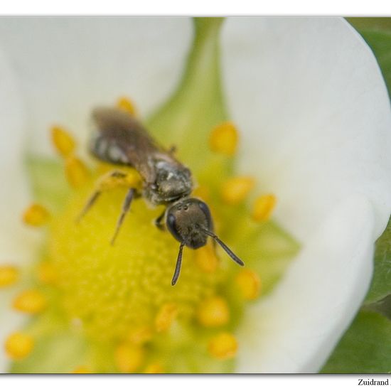 Lasioglossum morio: Tier im Habitat Garten in der NatureSpots App