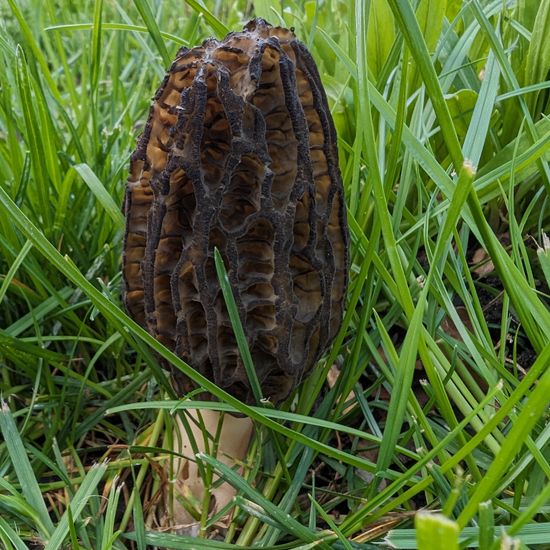 Morchella conica: Mushroom in nature in the NatureSpots App