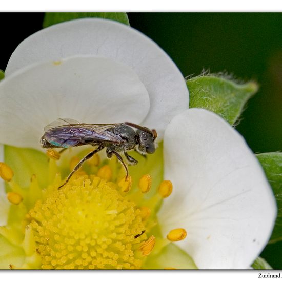 Lasioglossum morio: Tier im Habitat Garten in der NatureSpots App