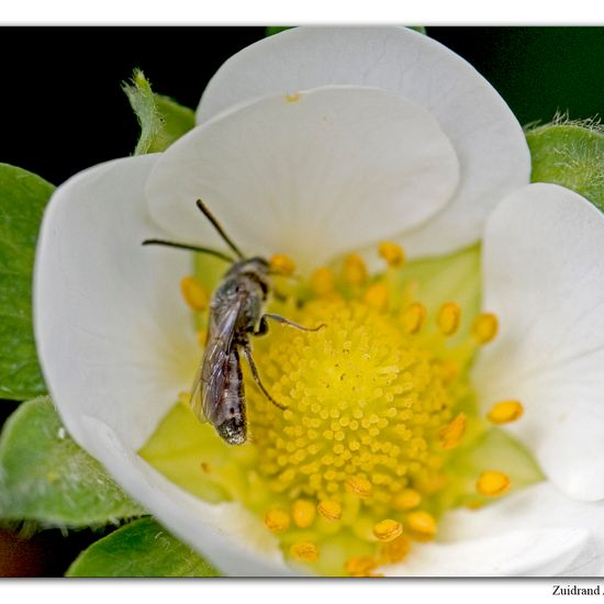 Lasioglossum morio: Animal in habitat Garden in the NatureSpots App