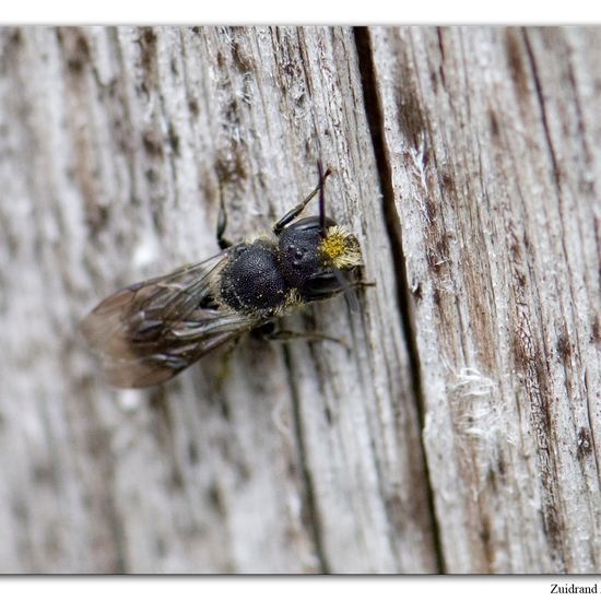 Heriades truncorum: Tier im Habitat Garten in der NatureSpots App