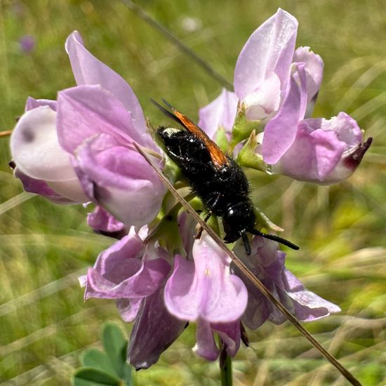 Scolia sexmaculata sexmaculata: Animal in habitat Natural Meadow in the NatureSpots App