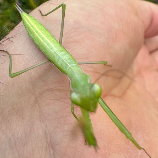 Europäische Gottesanbeterin: Tier im Habitat Halb-natürliches Grasland in der NatureSpots App