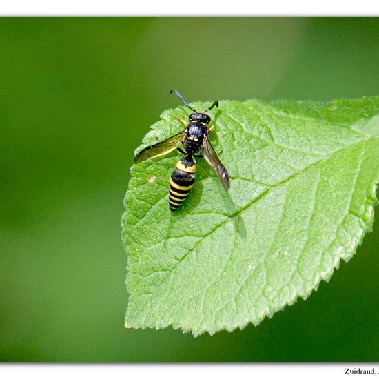 Eine unbekannte Art: Tier im Habitat Naturnahe Wiese in der NatureSpots App