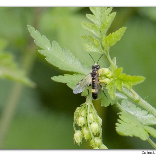 Tenthredo temula: Animal in habitat Natural Meadow in the NatureSpots App