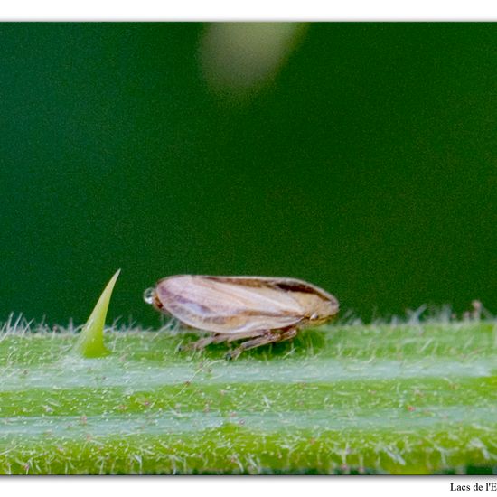 Wiesenschaumzikade: Tier im Habitat Wald in der NatureSpots App