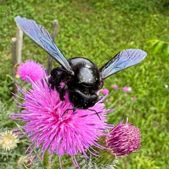 Holzbienen: Tier im Habitat Garten in der NatureSpots App