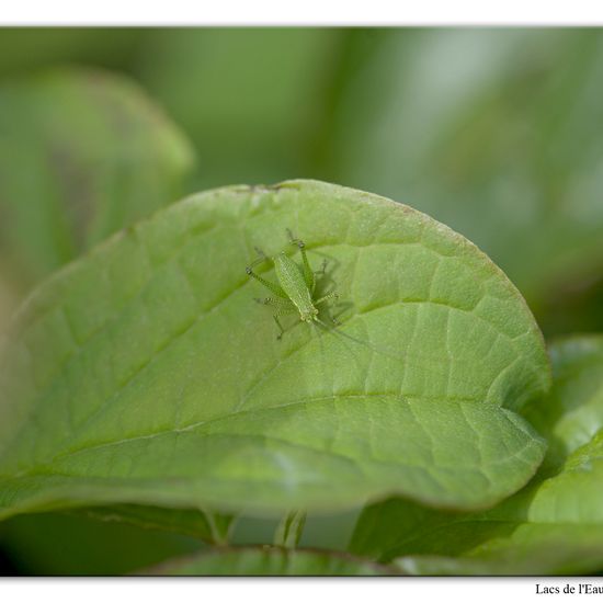 Punktierte Zartschrecke: Tier im Habitat Wald in der NatureSpots App