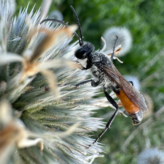 Sphex funerarius: Animal in habitat Buffer strip in the NatureSpots App