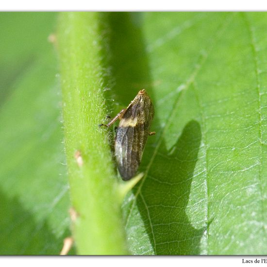 Erlenschaumzikade: Tier im Habitat Wald in der NatureSpots App