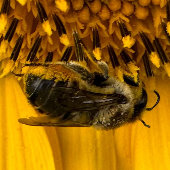 Megachilidae: Tier im Habitat Garten in der NatureSpots App