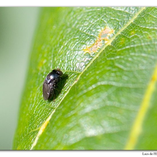 Discomyza incurva: Tier im Habitat Wald in der NatureSpots App