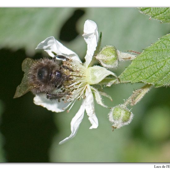 Baumhummel: Tier im Habitat Wald in der NatureSpots App