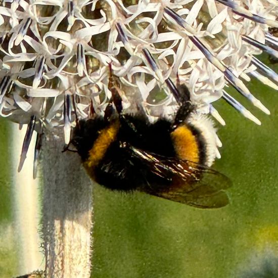 Dunkle Erdhummel: Tier im Habitat Grasland und Büsche in der NatureSpots App