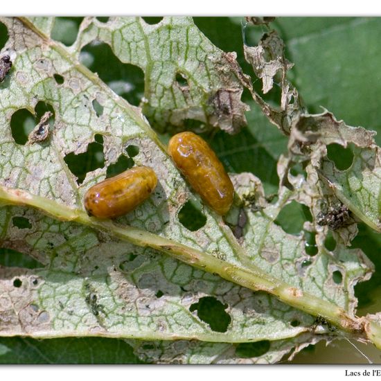 Eine unbekannte Art: Tier im Habitat Wald in der NatureSpots App