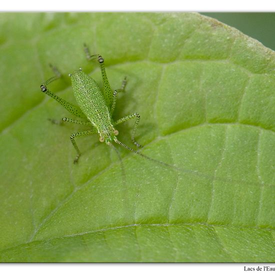 Punktierte Zartschrecke: Tier im Habitat Wald in der NatureSpots App