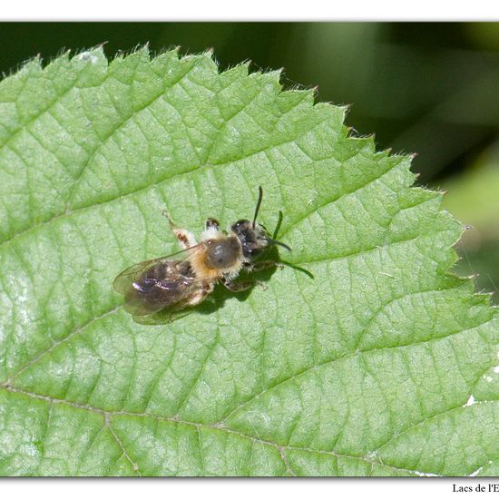 Rotschopfige Sandbiene: Tier im Habitat Wald in der NatureSpots App