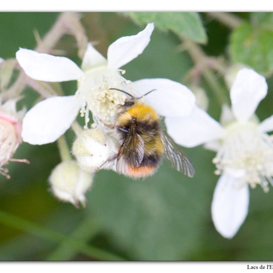 Wiesenhummel: Tier im Habitat Wald in der NatureSpots App